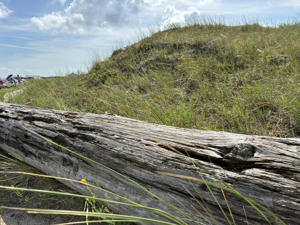 Holz in den Dünen